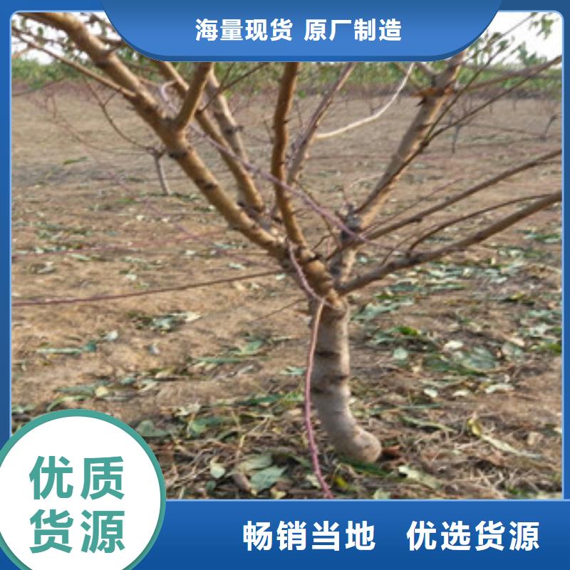 桃苗就近仓库发车同城经销商