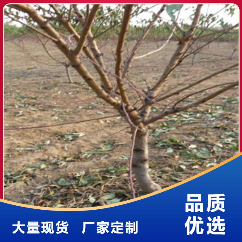 桃苗优惠促销