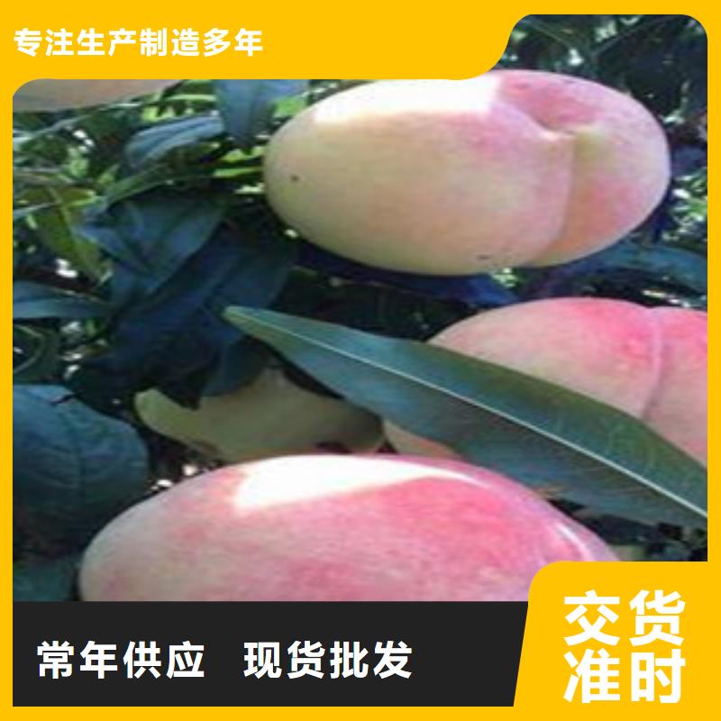 桃苗-桃苗货源充足