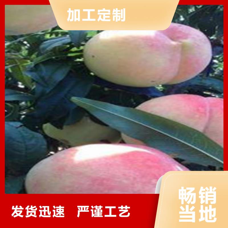 生产桃苗_优质厂家品质值得信赖