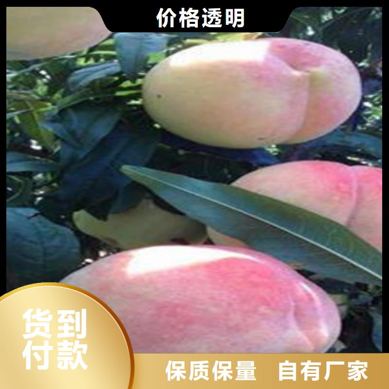 桃苗供货速度快