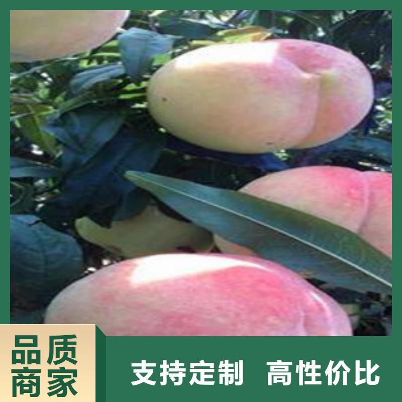 定制桃苗厂家