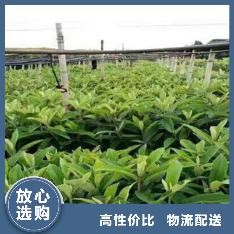 桃苗企业-价格合理