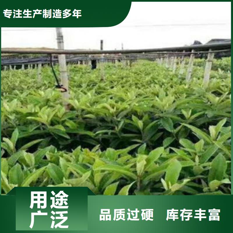 诚信的桃苗厂家批发商