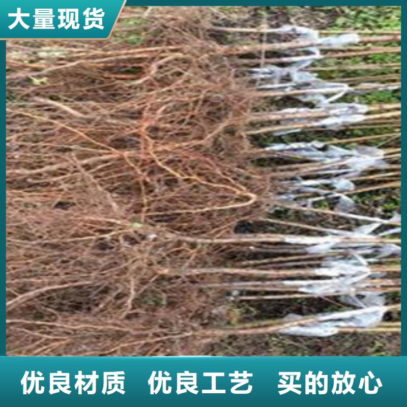 靠谱的桃苗基地