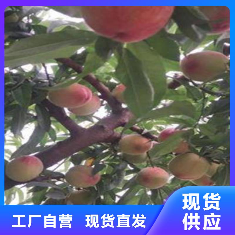 桃苗来厂实地考察用心制造
