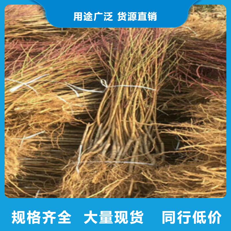 桃苗畅销全省
