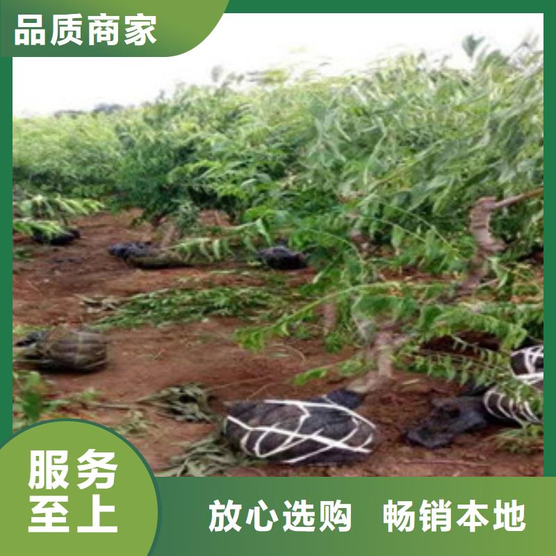 桃苗厂家供货