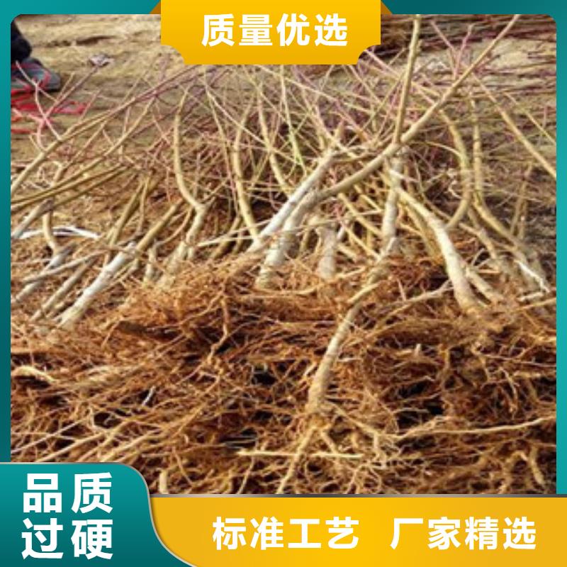 定做桃苗厂家同城品牌