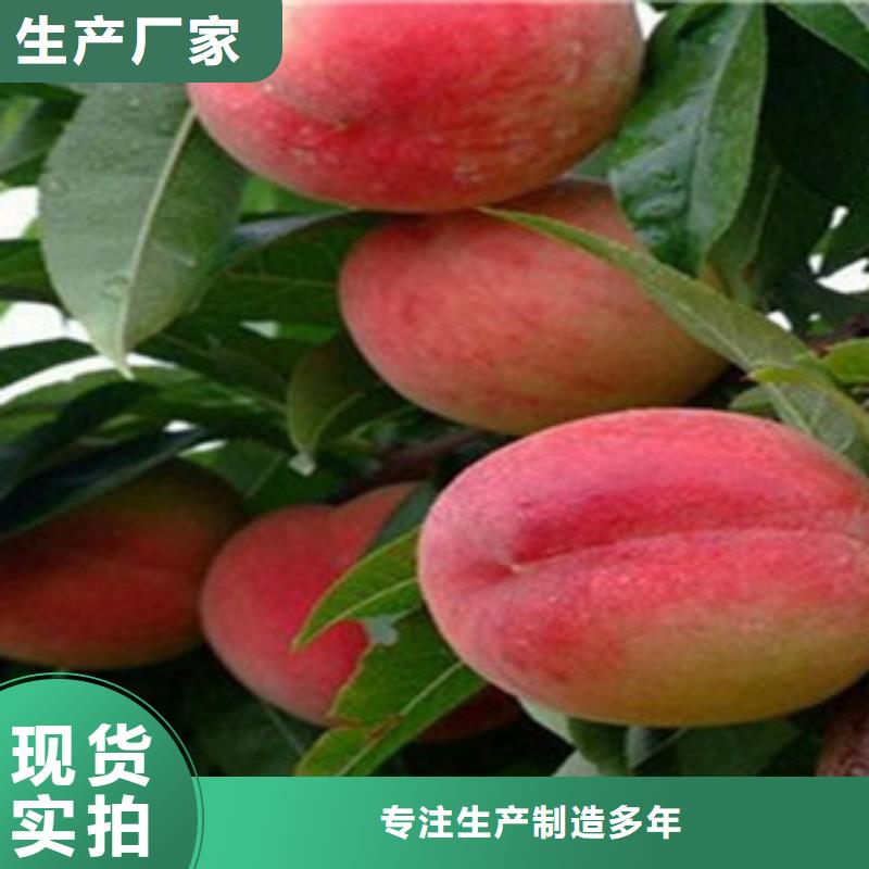 桃苗企业-价格合理