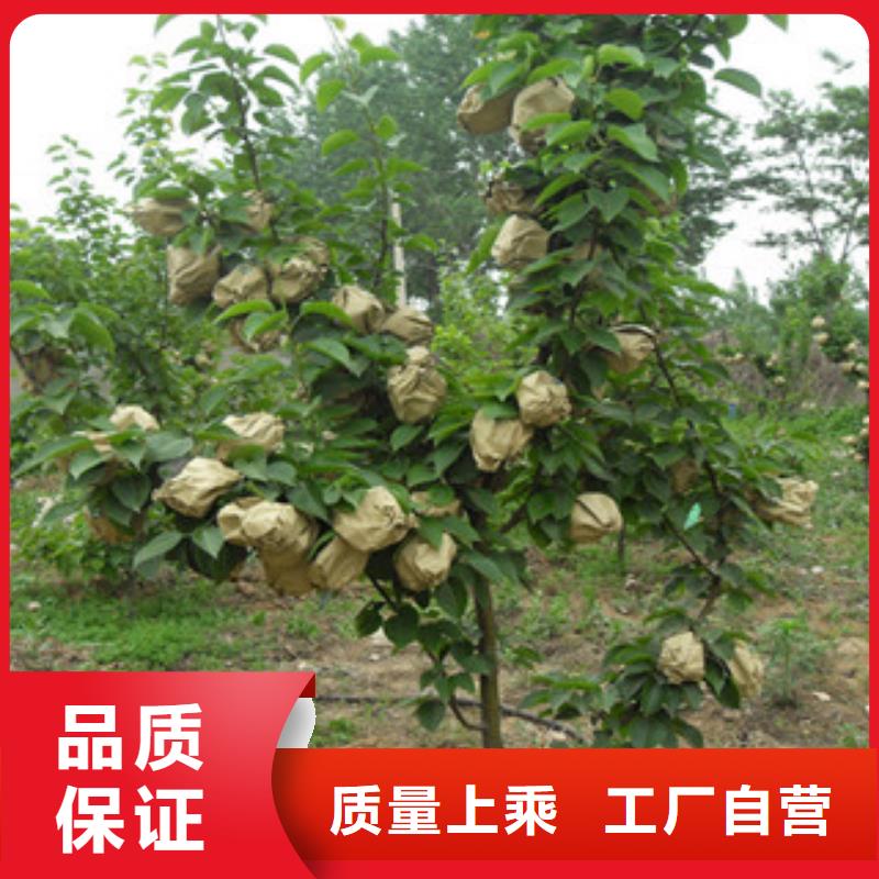 梨树苗-梨树苗供应