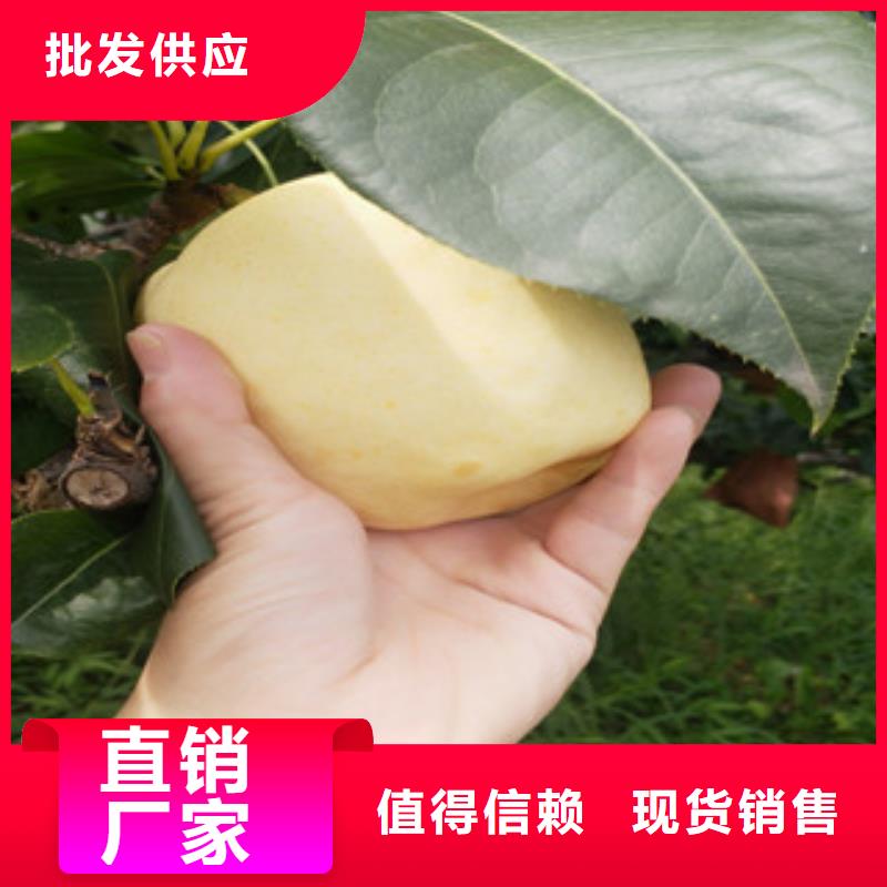 梨树苗价格行情走势