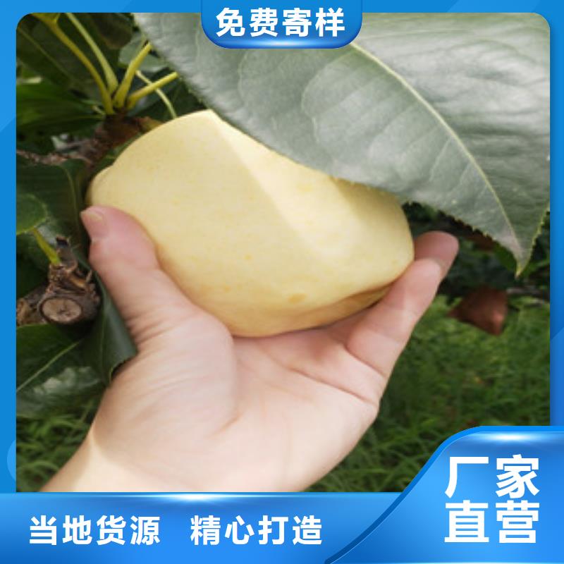 梨树苗的应用范围
