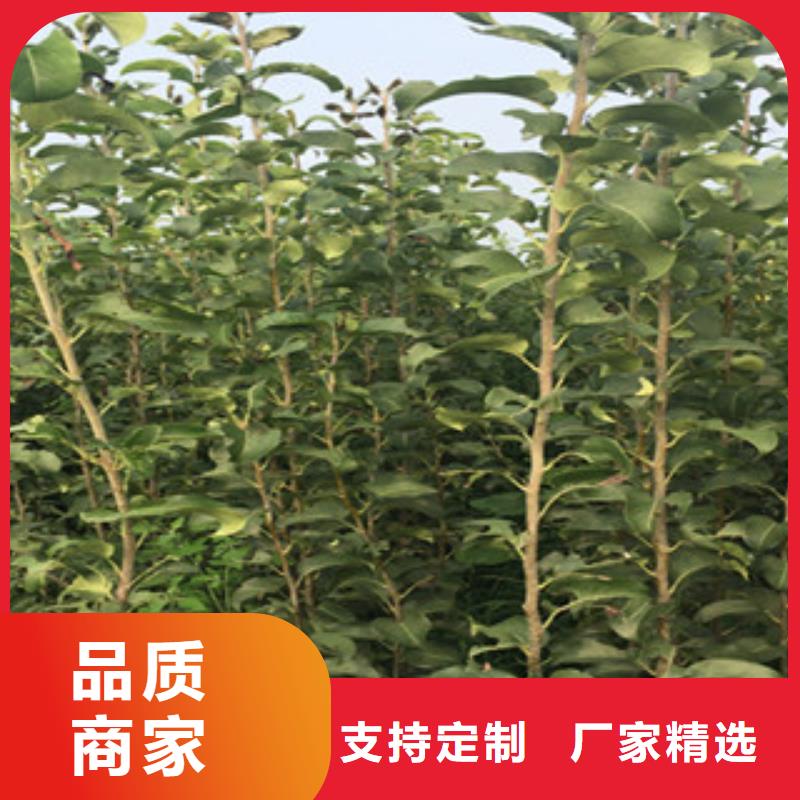 性价比高的梨树苗公司商家