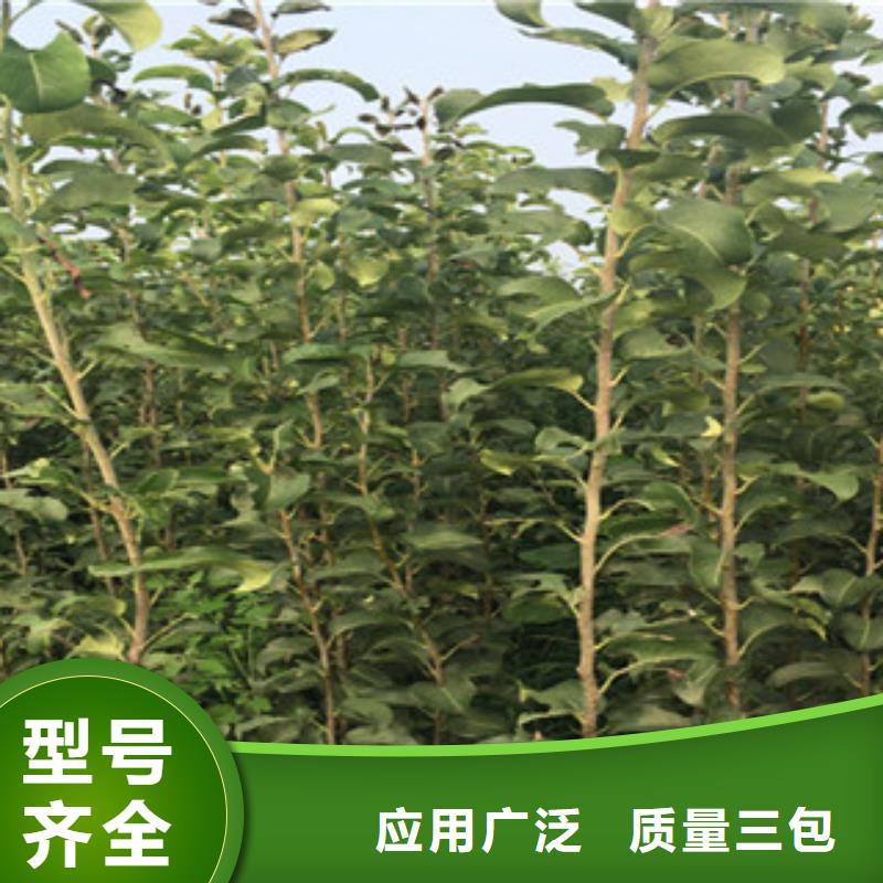 梨树苗热销货源同城生产商