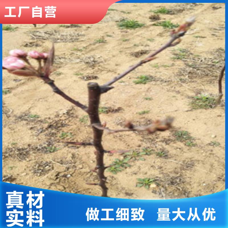 梨树苗-梨树苗定制当地生产厂家