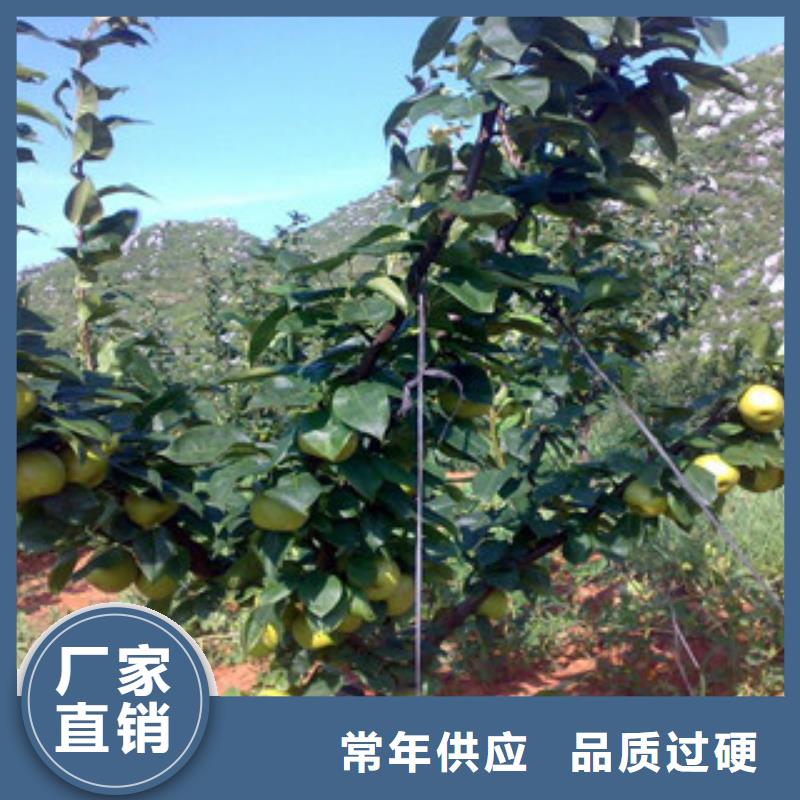梨树苗厂家款式多样
