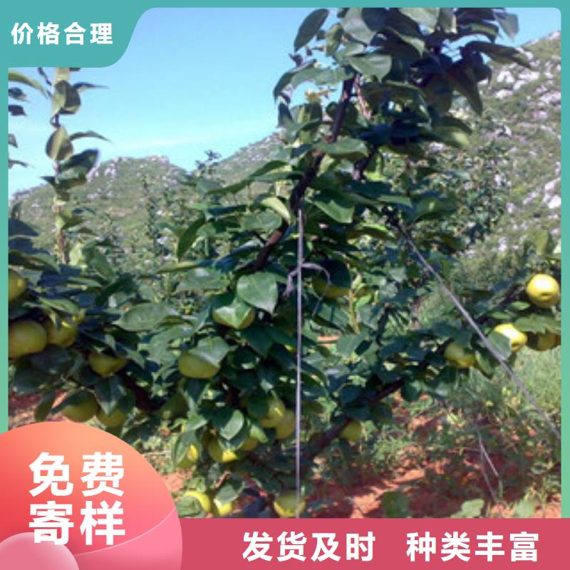 梨树苗收费标准