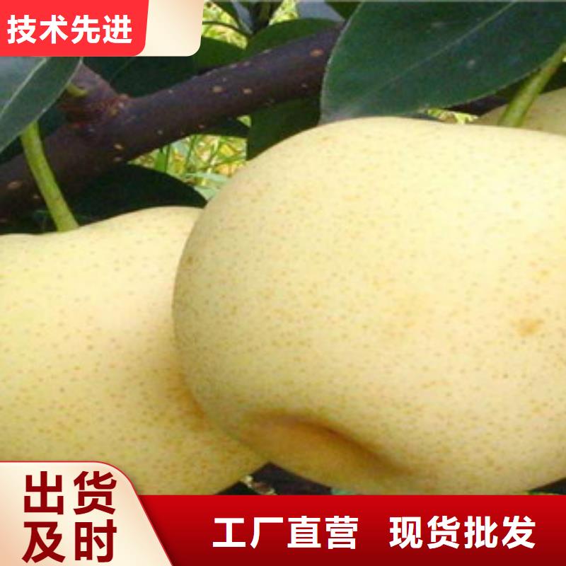 服务周到的梨树苗基地
