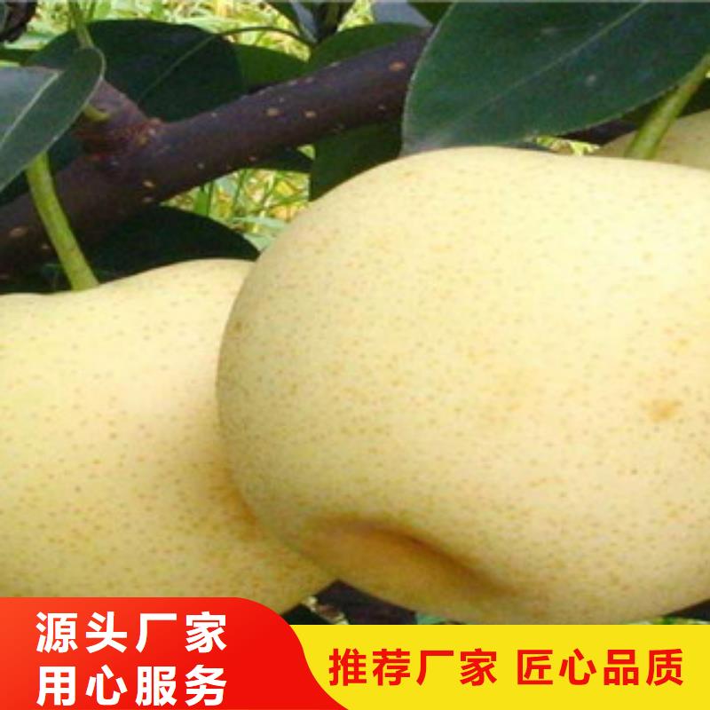 供应梨树苗的公司