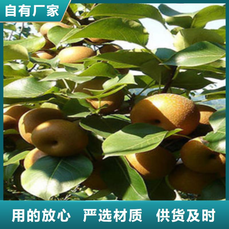 #梨树苗#欢迎来电询价