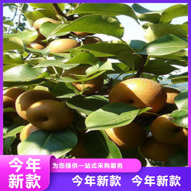 梨树苗厂家质优价廉经久耐用