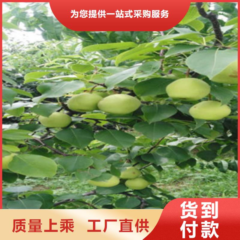 梨树苗-梨树苗供应直销厂家