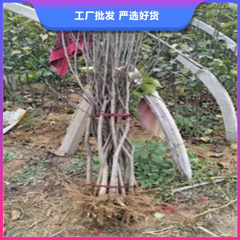 经验丰富的梨树苗销售厂家