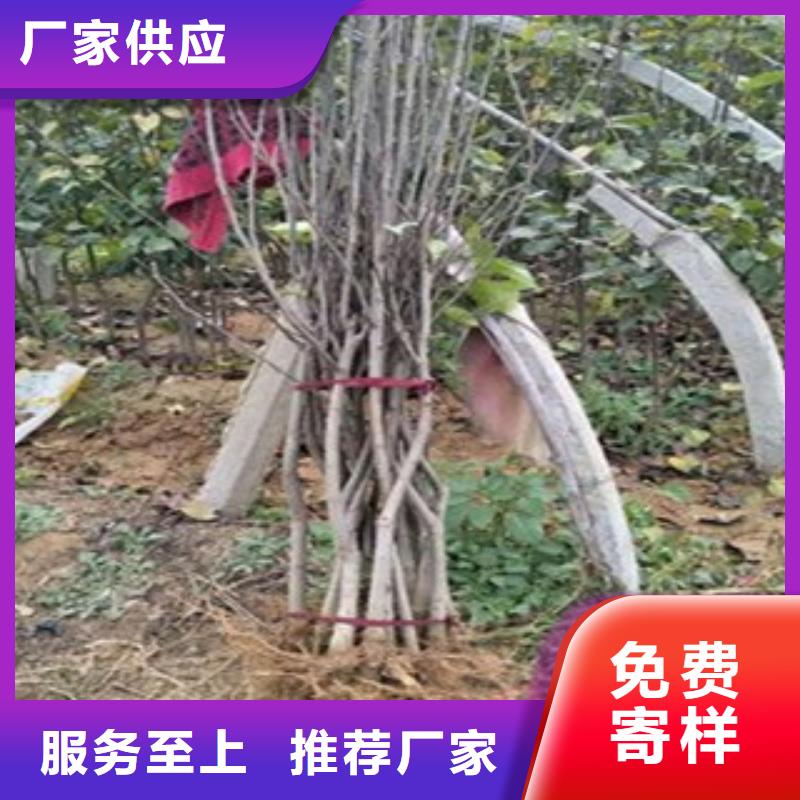 梨树苗、梨树苗生产厂家-本地商家厂家采购