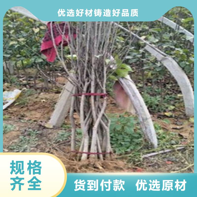 梨树苗厂家如何选择