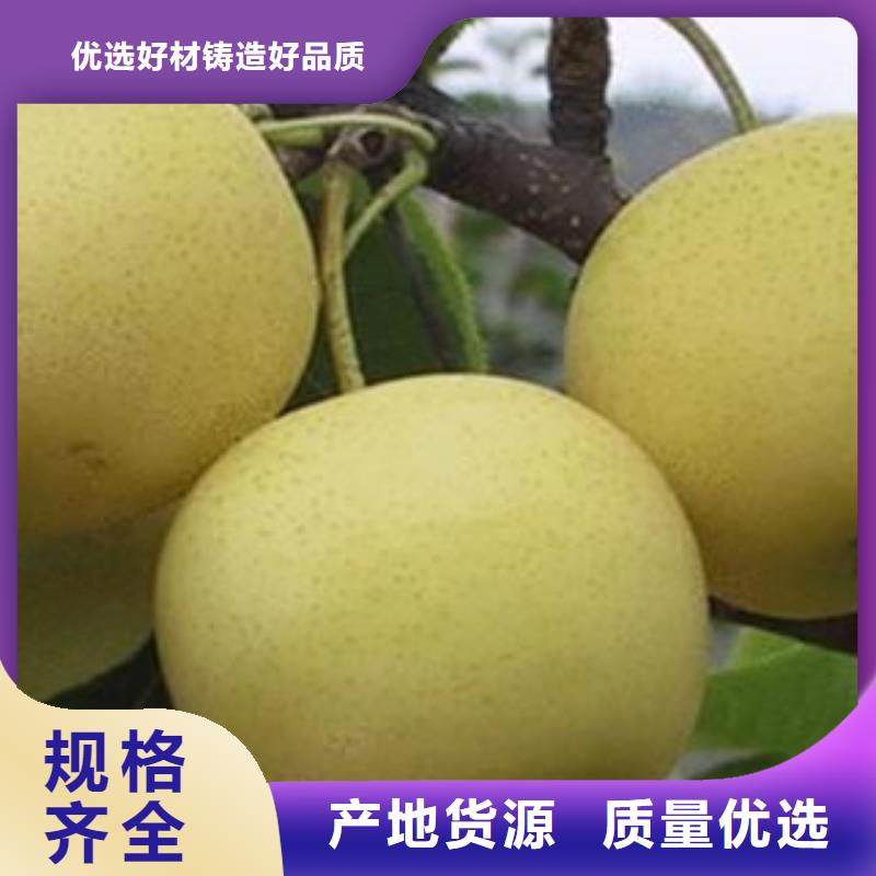 供应梨树苗的公司