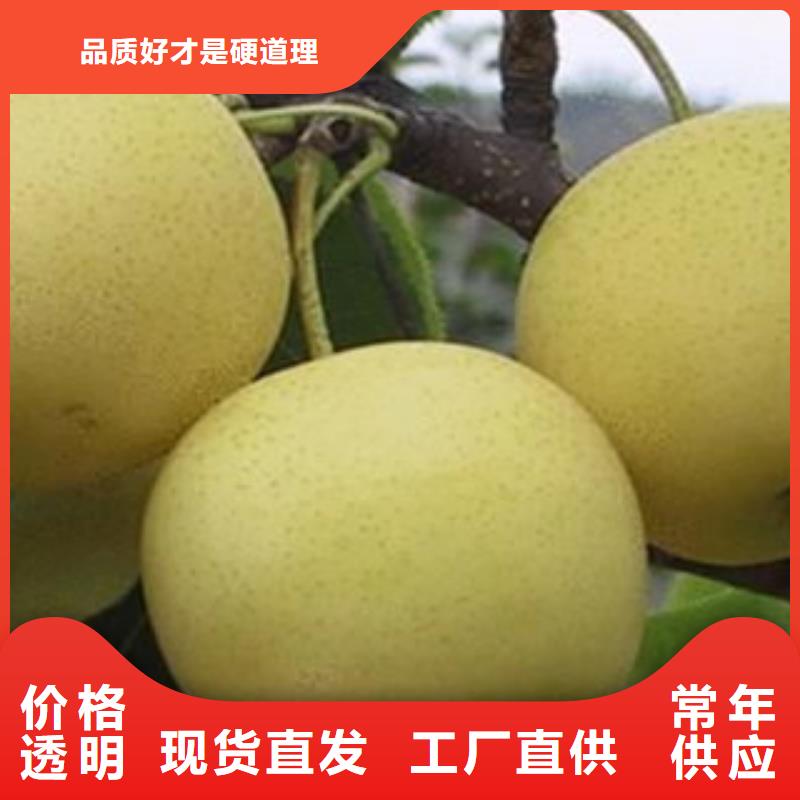支持定制的梨树苗销售厂家
