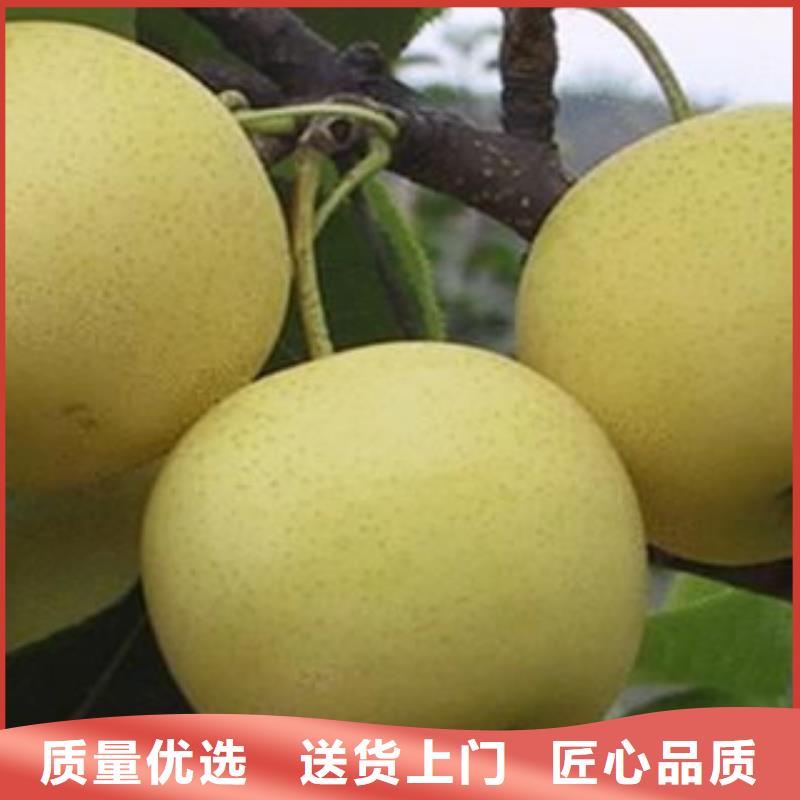 梨树苗价格资讯