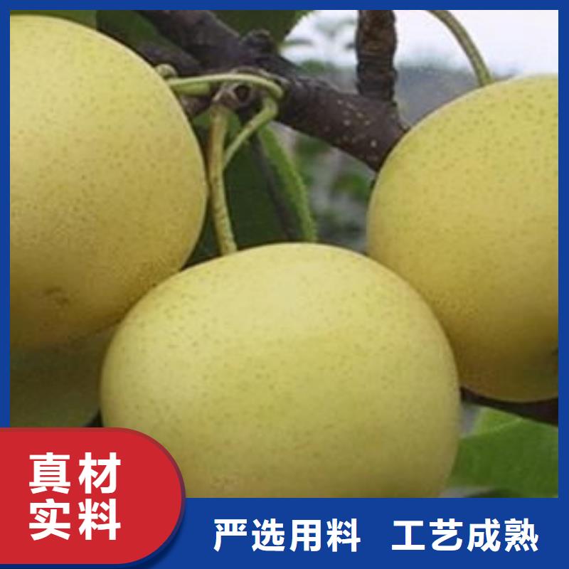 梨树苗-发货迅速细节之处更加用心
