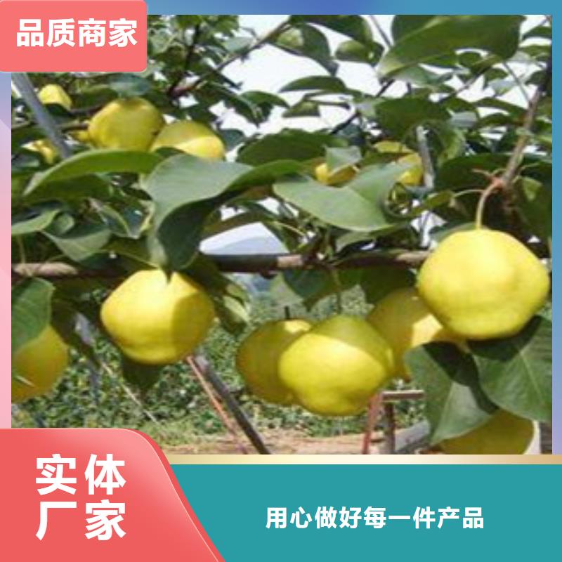 優(yōu)選：梨樹苗供貨商