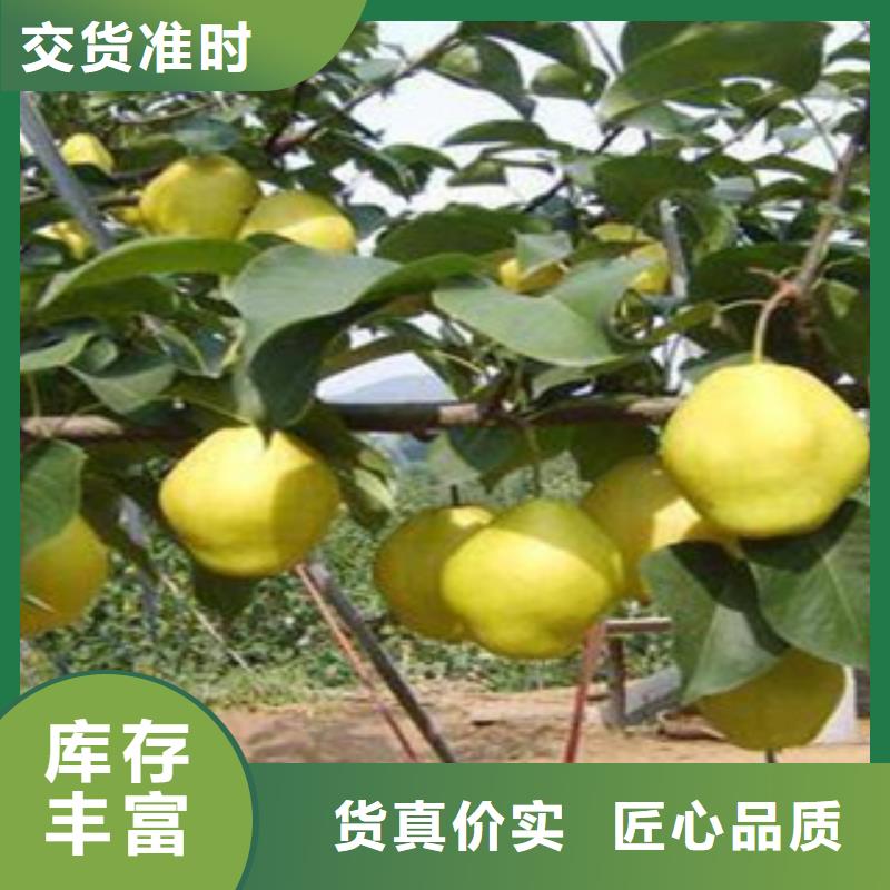 梨树苗认准实力工厂