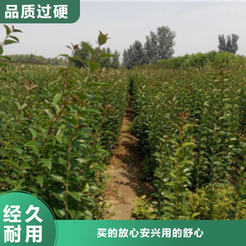 梨树苗的应用范围