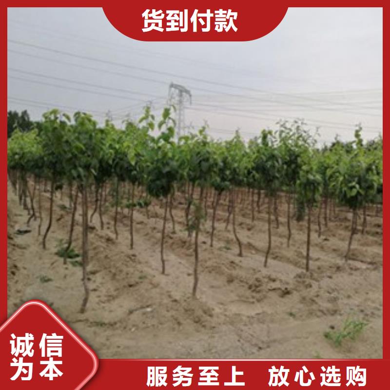 梨树苗、梨树苗厂家