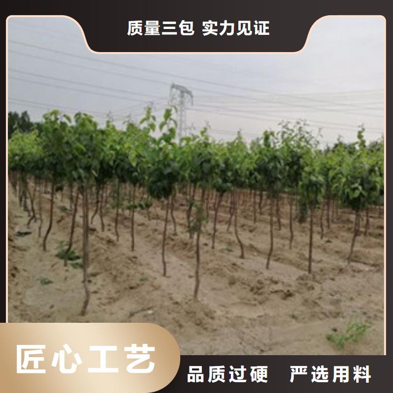 梨树苗的应用范围