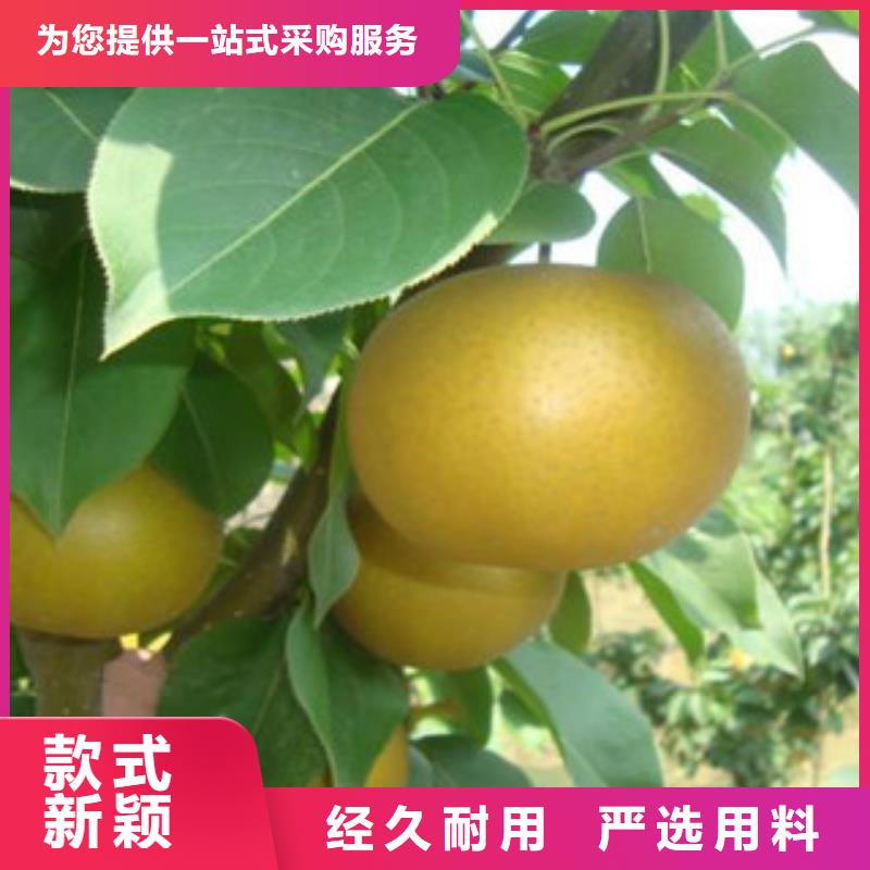 梨树苗公司发货快本地品牌