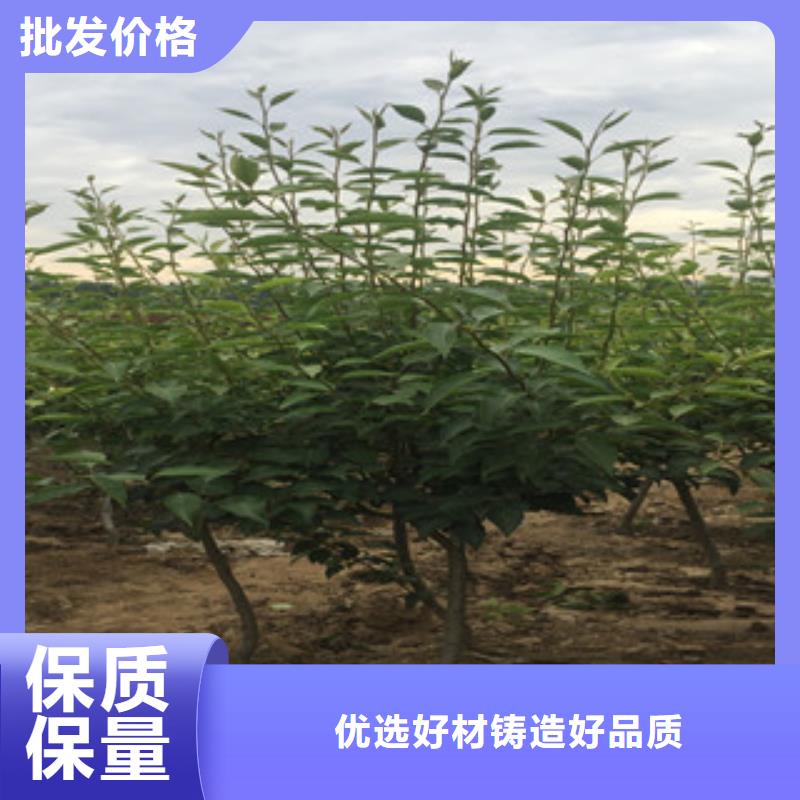 梨树苗型号汇总同城制造商
