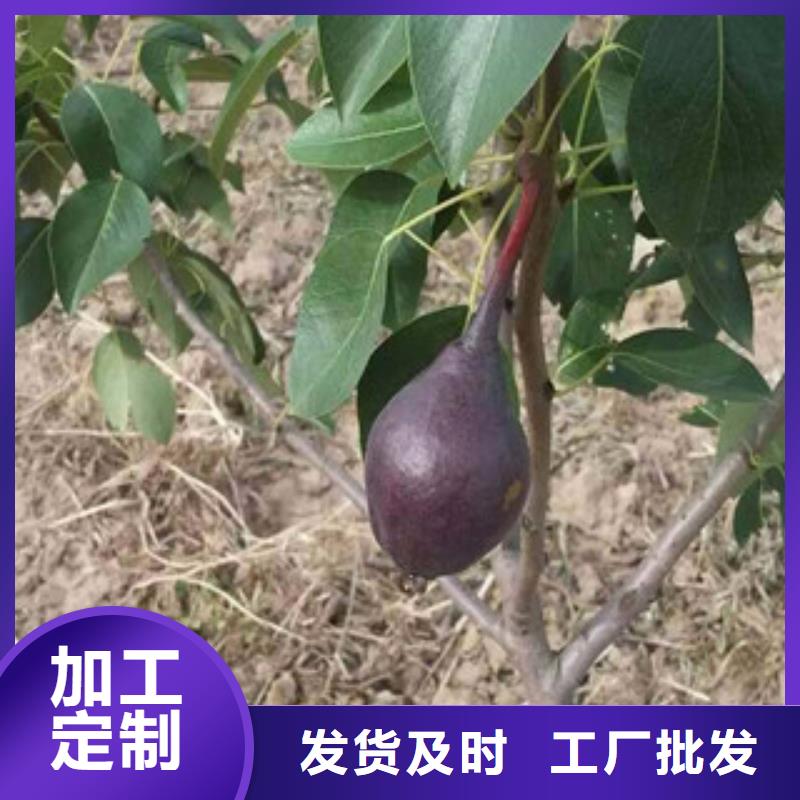 梨树苗厂家值得信赖畅销本地