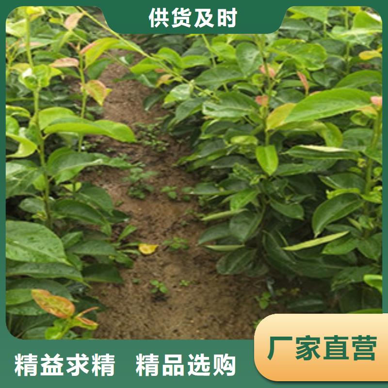 梨树苗远销海外