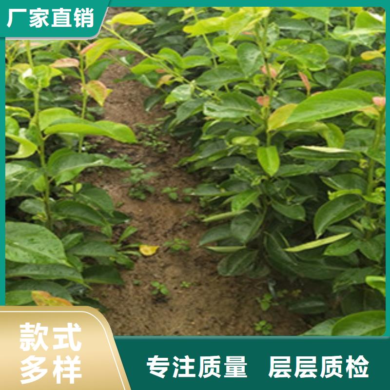 梨树苗在哪里买