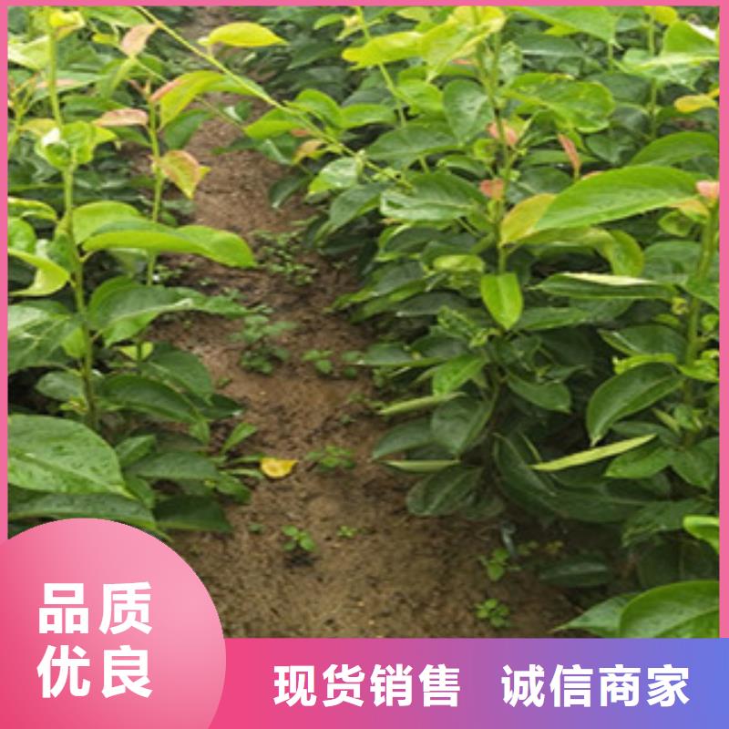 买梨树苗必看-服务优