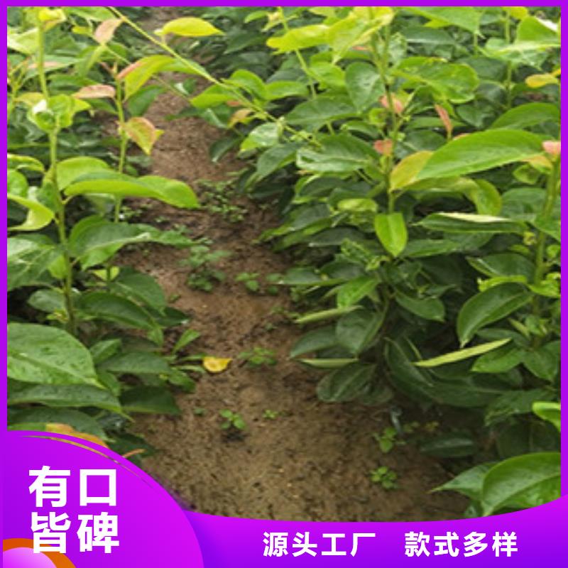 梨树苗厂