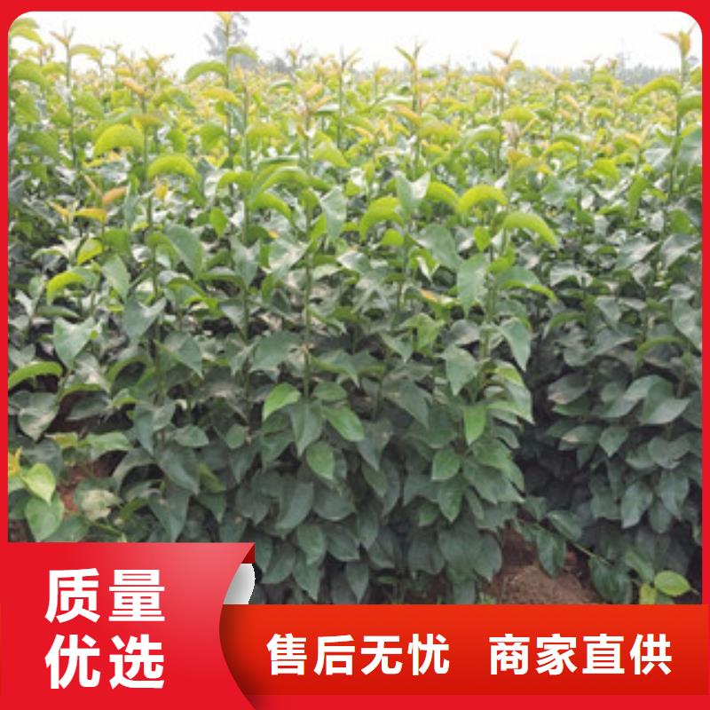 梨树苗免费询价