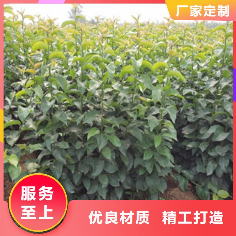 梨树苗大品牌口碑优实力雄厚品质保障