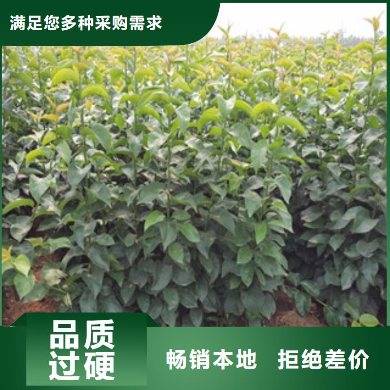 梨樹苗品牌:興海苗木種植合作社