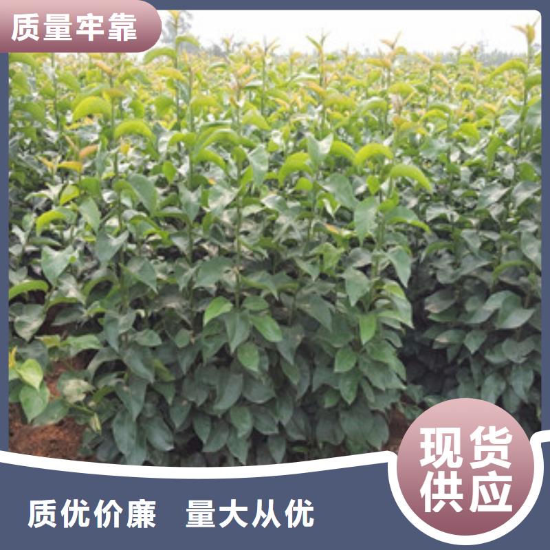 #梨树苗#-价格优惠当地制造商